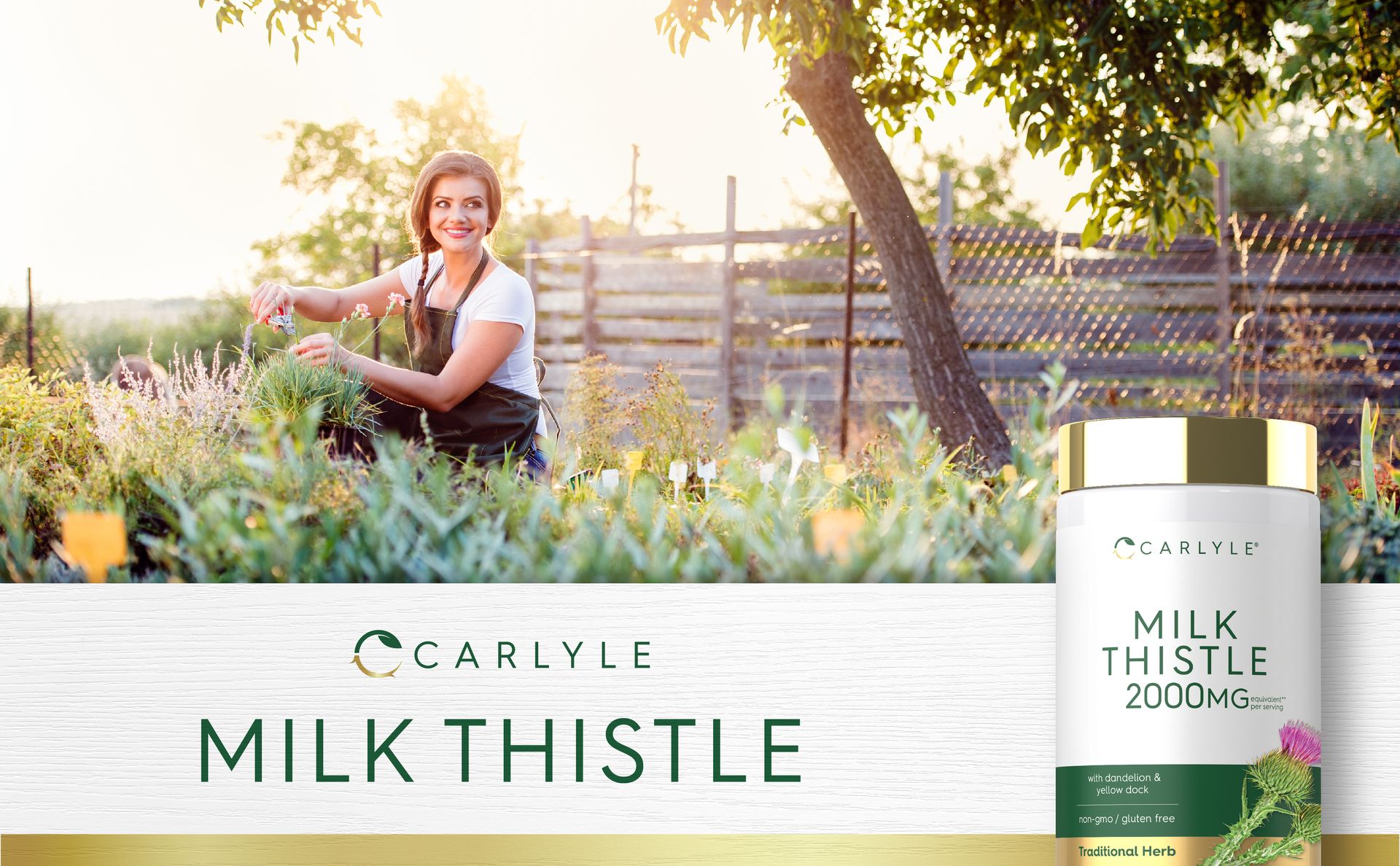 Carlyle Milk Thistle | 180 Capsules | with Dandelion & Yellow Dock