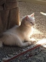 i-love-my-pets-llc-older-cat-supplement--3.jpg