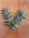 fresh-neem-leaves-50-margosa-azadirachta-81yuwRHHcrL.jpg