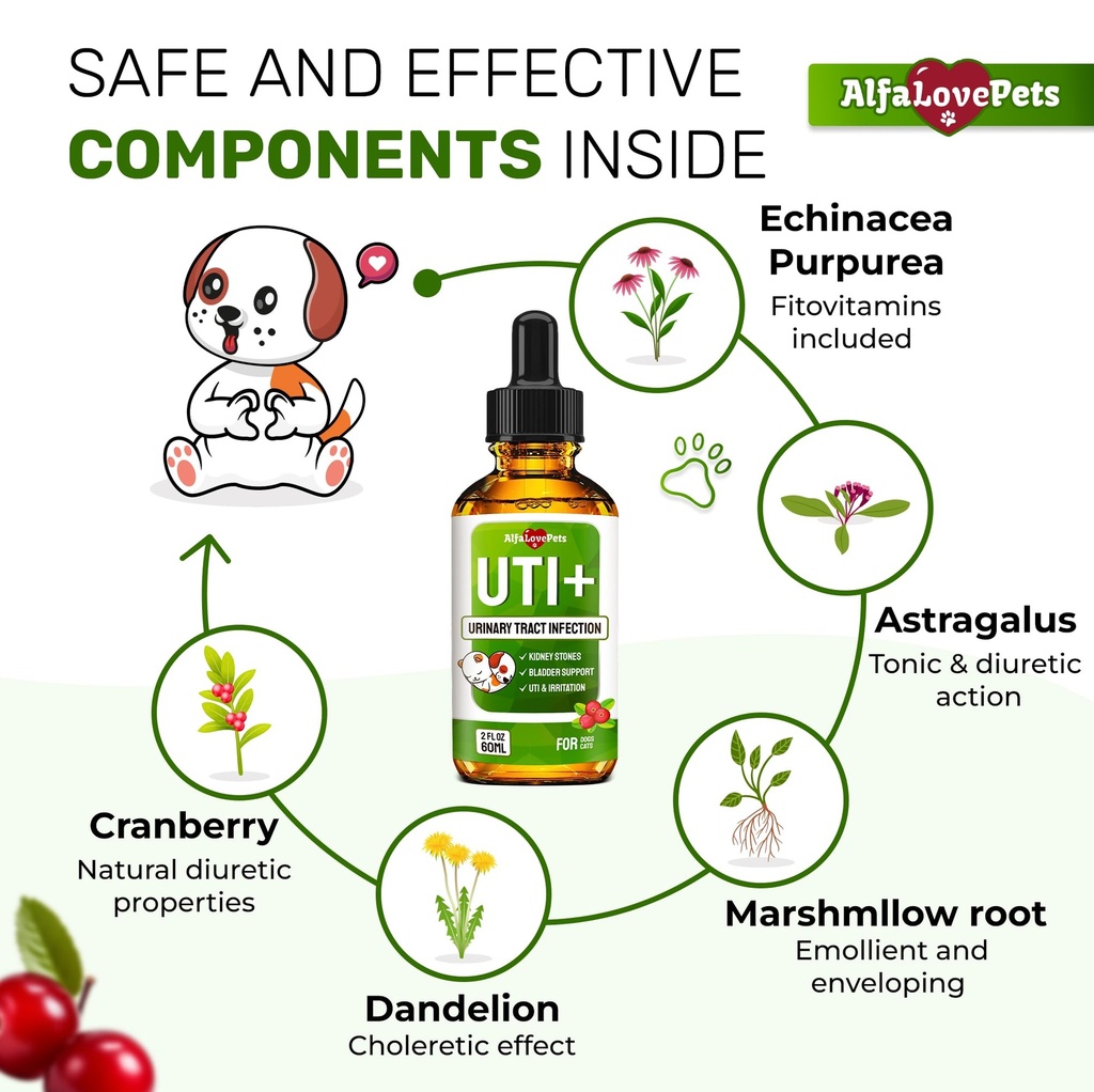 cat-uti-treatment-to-care-for-kidneys-an-81xOFTumrOL.jpg
