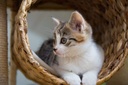 i-love-my-pets-llc-immune-system-for-cat-4.jpg