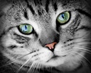 cat-eyesight-supplement---cats-eye-healt-3.jpg