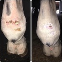elemental-equine-skin-salvation-8oz-for--4.jpg