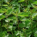 Sting Nettle (Urtica Dioica)- 100 Seeds di OrginBud