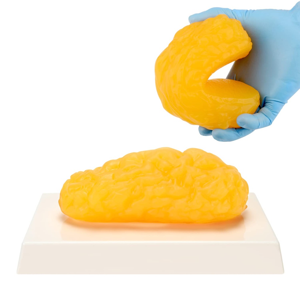 Corpo umano Fat Replica, 1 lb modello di anatomia grassa per l'esposizione di classe di anatomia, stare sano, perdita di peso Riminder