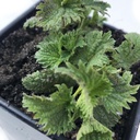Organic Sting Nettle Plant, Urtica dioica - Pianta Live in 2.5" Pot - Survival Food, Erbe Nutriziose di Smoke Camp Crafts