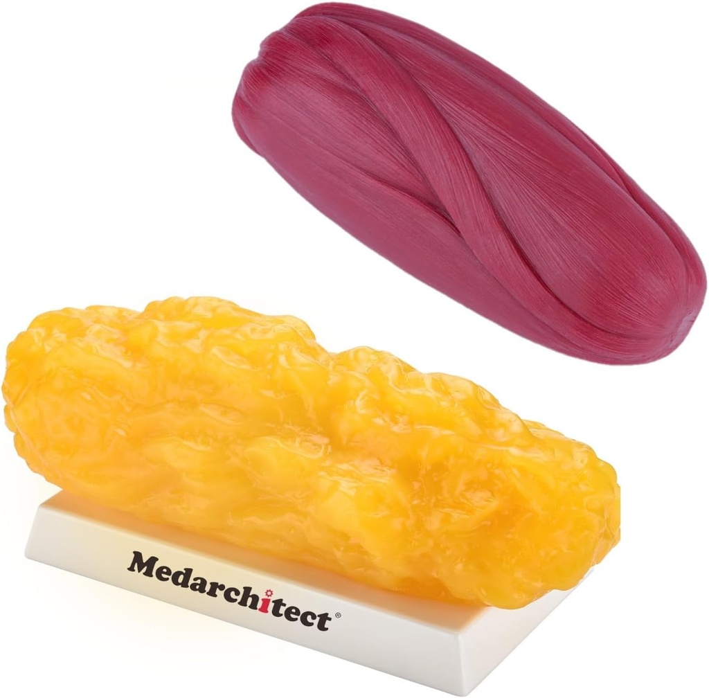 Medarchitect autentico corpo umano grasso &amp; muscolo Replica - 5 lb