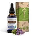 Bugleweed USDA Organic | Alcohol-FREE Extract, High-Potency Herbal Drops, Respiratory System | Realizzato in 100% certificata Bugleweed Organico (Ze Lan, Lycopus Virginicus) Erbe secca (2 FL OZ)