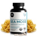 Atlantic Naturals Sea Moss Capsule con Moringa, Ashwagandha, Black Seed Oil, Ginger & Ginseng – Integratori Atlantic Sea Moss per Uomini e Donne – per Daily Energy & Wellness Blend – 120 Count