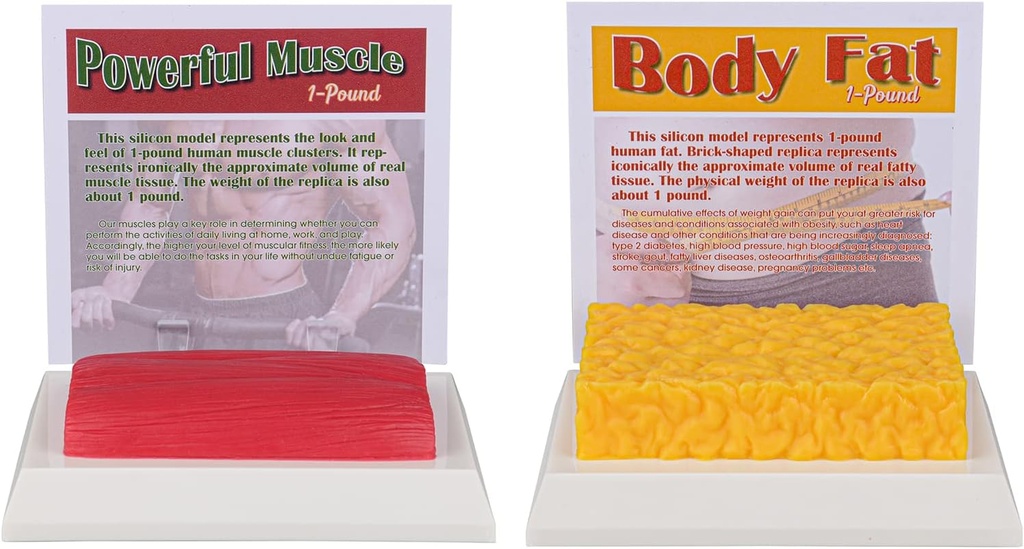 SimCoach corpo umano grasso &amp; muscolo Replica 1 Lb, mantenere Fit &Fitness Motivation & Reminder, Modello grasso del muscolo umano per il nutrizionista, Atleto