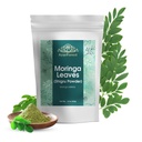 Foglie di Moringa Polvere Oleifera Leaf Shigru Grande in Bevande e Smooti 16 Ounce