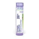 Boiron Echinacea Purpurea 200Ck per il dolore della gola di sore con fatigue - 80 Pellets