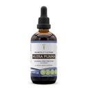 Segreti della Tribe Muira Puama Tincture Alcohol-Free Liquid Extract, Muira Puama (Ptychopetalum Olacoides) Dried Bark (4 FL OZ)