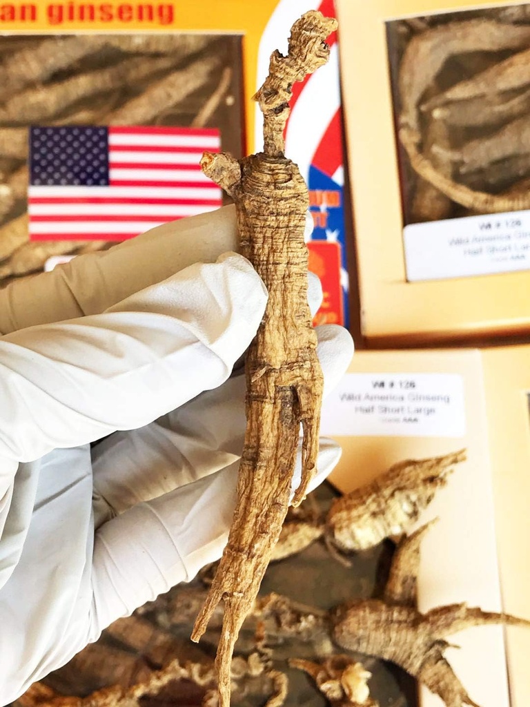 8OZ=227g/Box American Wild Ginseng 15~20 Anni, Wisconsin Whole Ginseng Root Hand-Seletto | | | | | | |国 รจ รจ生
