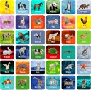 Hebayy 36 coppia animale corrispondenza gioco flash carte cancellabili (ogni misura 2" X 2”)