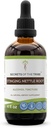 Segreti della Tribe Sting Nettle Root Alcohol Extract, High-Potency Herbal Drops, Tincture Fatto da Stinging Nettle (Urtica dioica) Dried Root 4 oz