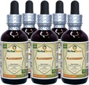 Blackberry (Rubus fruticosus) Tincture, Organic Dried Leaves Liquid Extract (Brand Name: HerbalTerra, Proudly Made in USA) 5x2 fl.oz (5x60 ml)