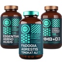 WILD FUEL Aminoacidi, HMB e Fadogia Agrestis Complex Power & Potenziali Bundle