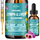 Gocce di drenaggio linfatico liposomiale, Detox e Riparazione del fegato Supplemento liquido con cardo di latte, Dandelion, Radice di Burdock & Echinacea - Lymph & Liver Detox, Antiossidante, Natural Flavor 2 Fl Oz