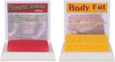 SimCoach corpo umano grasso &amp; muscolo Replica 1 Lb, mantenere Fit &Fitness Motivation & Reminder, Modello grasso del muscolo umano per il nutrizionista, Atleto
