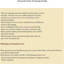 Creeping St Johns Wort/BRIGADOON/Hypericum Calyinum in 4 pollici pentole (2)