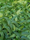 Foglie di neem fresche, Azadirachta Indica, Margosa, dal sud della Florida. (3 OZ)