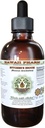 Estratto di liquido senza alcool di sala del macellaio, Broom di macellaio organico (Ruscus aculeatus) derivato radice glicerite hawai Pharm Natural Herbal Supplement 4 oz