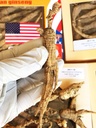 8OZ=227g/Box American Wild Ginseng 15~20 Anni, Wisconsin Whole Ginseng Root Hand-Seletto | | | | | | |国 รจ รจ生