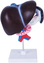 Modello dell'organo umano di FROON Pancreas pancreas pancreas modello di Duodenum Liver Didattica Aids Modello anatomico del fegato medico Modello staccabile in 3 parti per strumenti di studio per lo studio della scuola