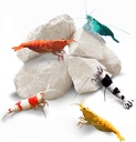 SunGrow Shrimp Rocks, Calcium, Magnesium Rocks for Crayfish, Hermit Crab, Snails, Crustacean Care, Acquario Decor per Cristallo Rosso, Amano e Ghost Shrimps, Nano Tank Accessories, Fish Tank Supplies